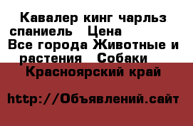 Кавалер кинг чарльз спаниель › Цена ­ 40 000 - Все города Животные и растения » Собаки   . Красноярский край